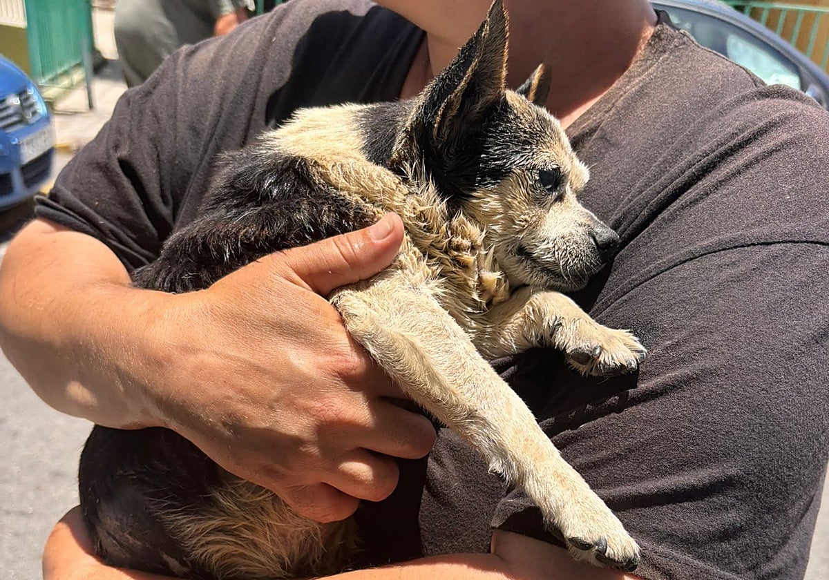 Patuco se recupera tras ser rescatado de una muerte  segura de un contenedor soterrado en Gran Canaria