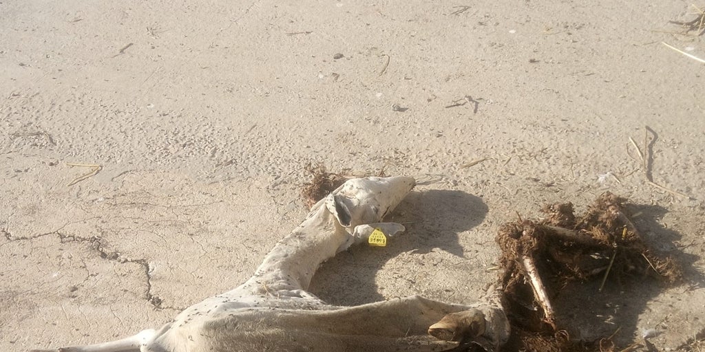 SOS de los agricultores por bandadas de 100 buitres que matan a sus ovejas y cabras: «Sólo dejan el pellejo»