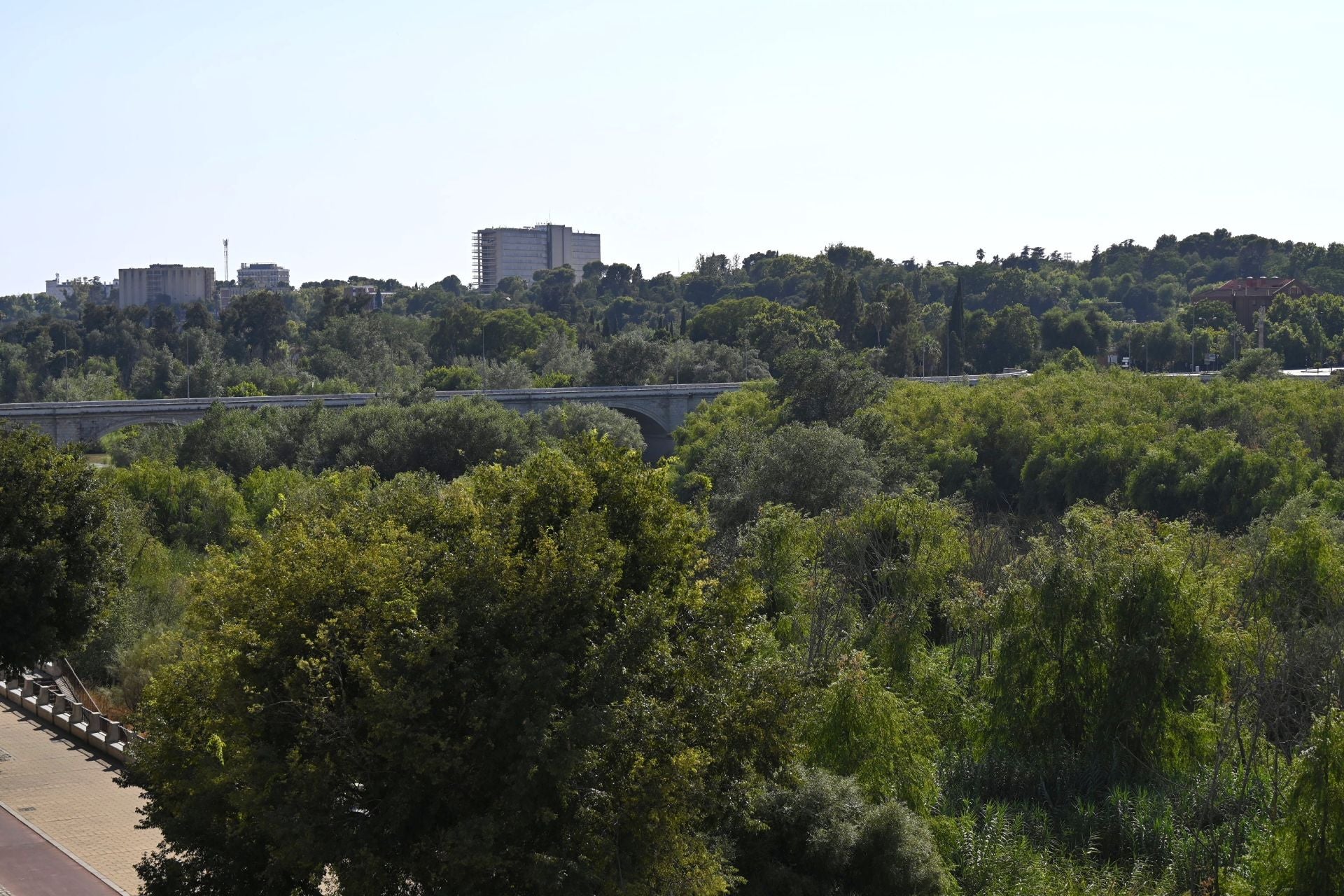 La vegetación en el Guadalquivir a su paso por Córdoba, en imágenes