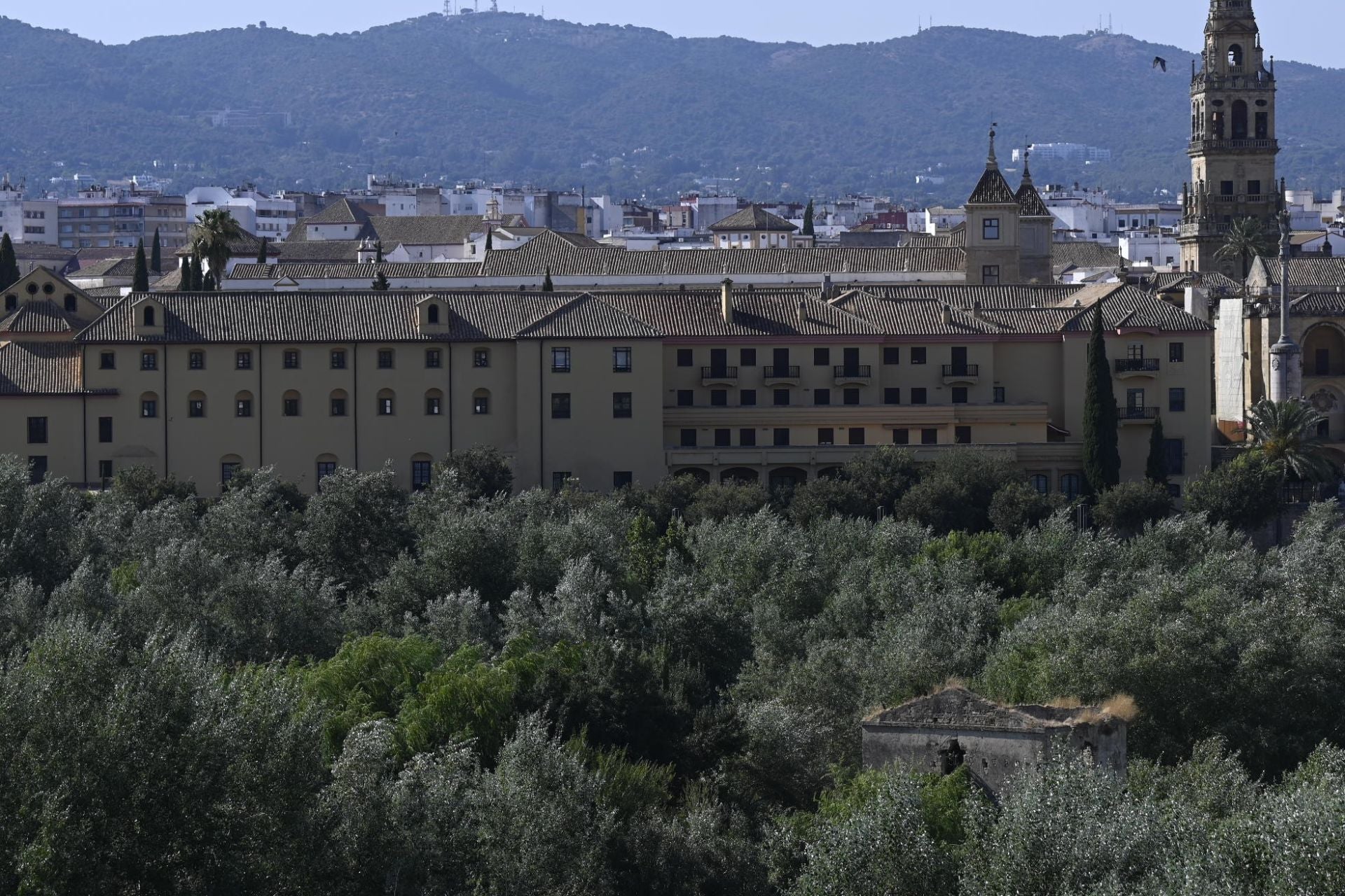 La vegetación en el Guadalquivir a su paso por Córdoba, en imágenes