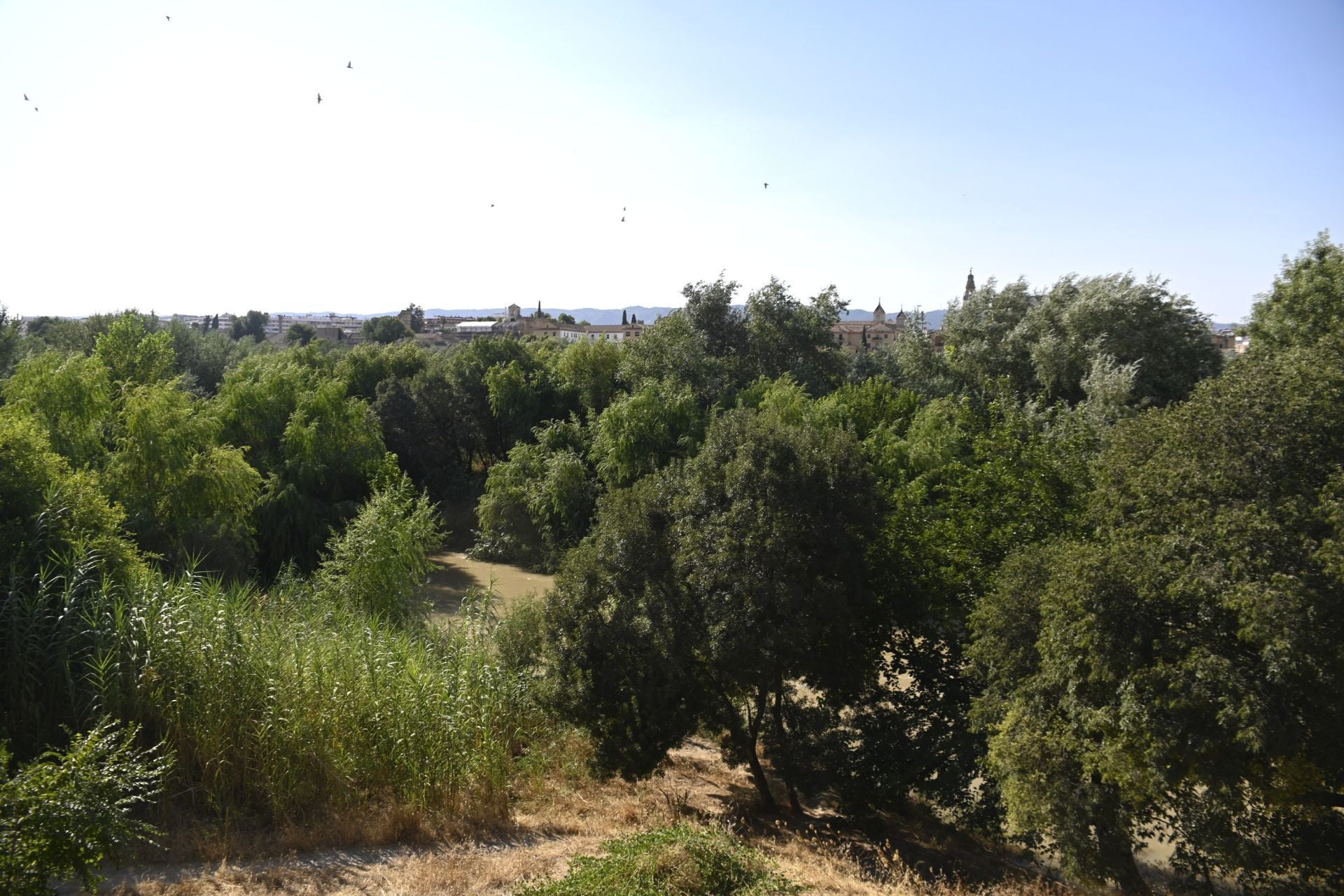 La vegetación en el Guadalquivir a su paso por Córdoba, en imágenes