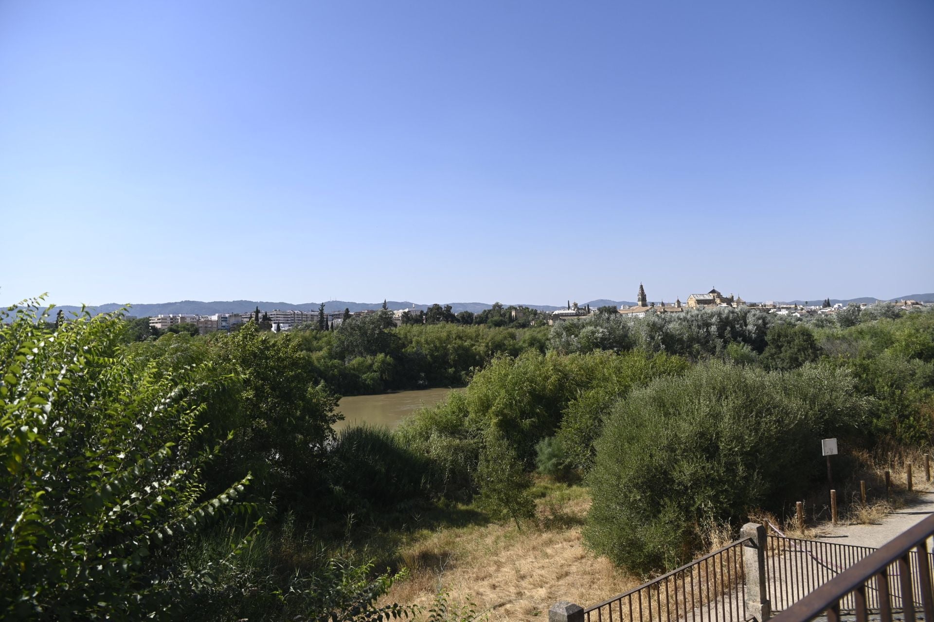 La vegetación en el Guadalquivir a su paso por Córdoba, en imágenes