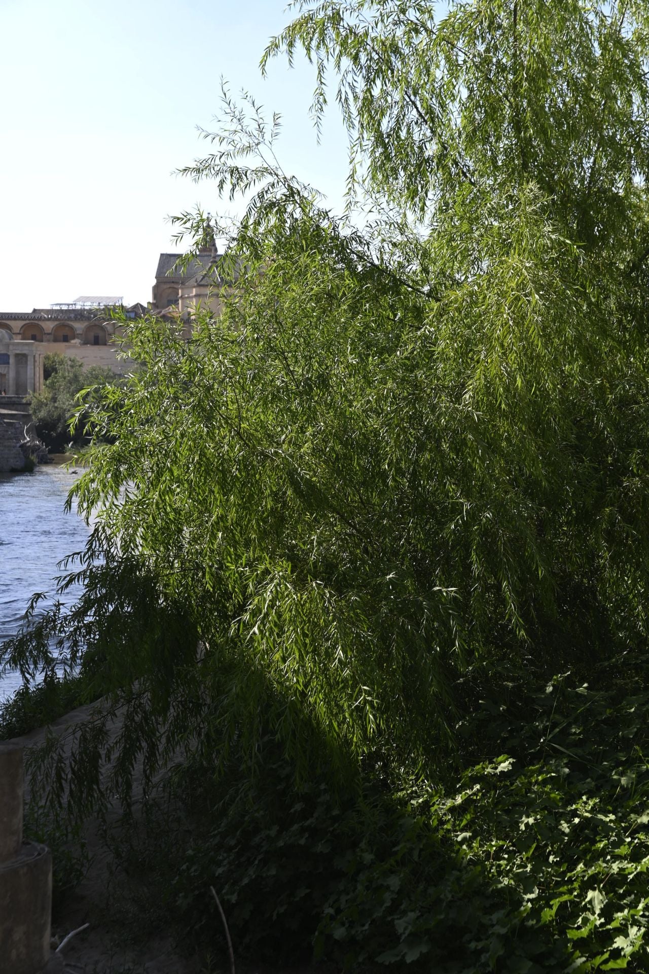 La vegetación en el Guadalquivir a su paso por Córdoba, en imágenes
