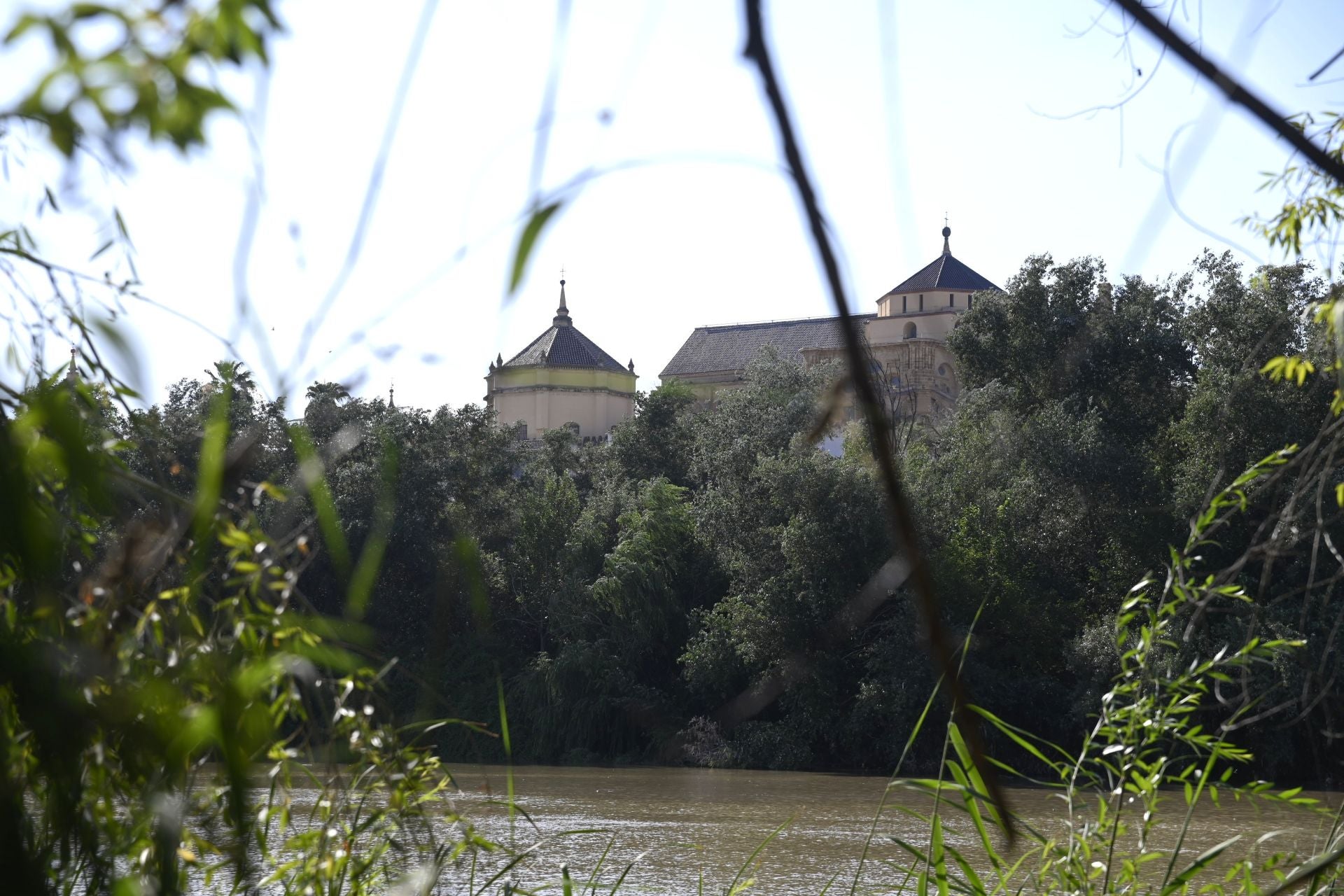 La vegetación en el Guadalquivir a su paso por Córdoba, en imágenes