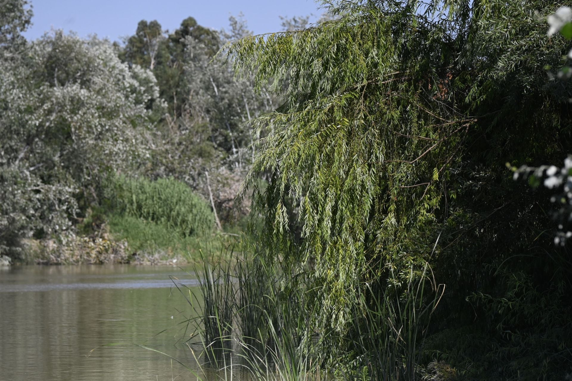 La vegetación en el Guadalquivir a su paso por Córdoba, en imágenes