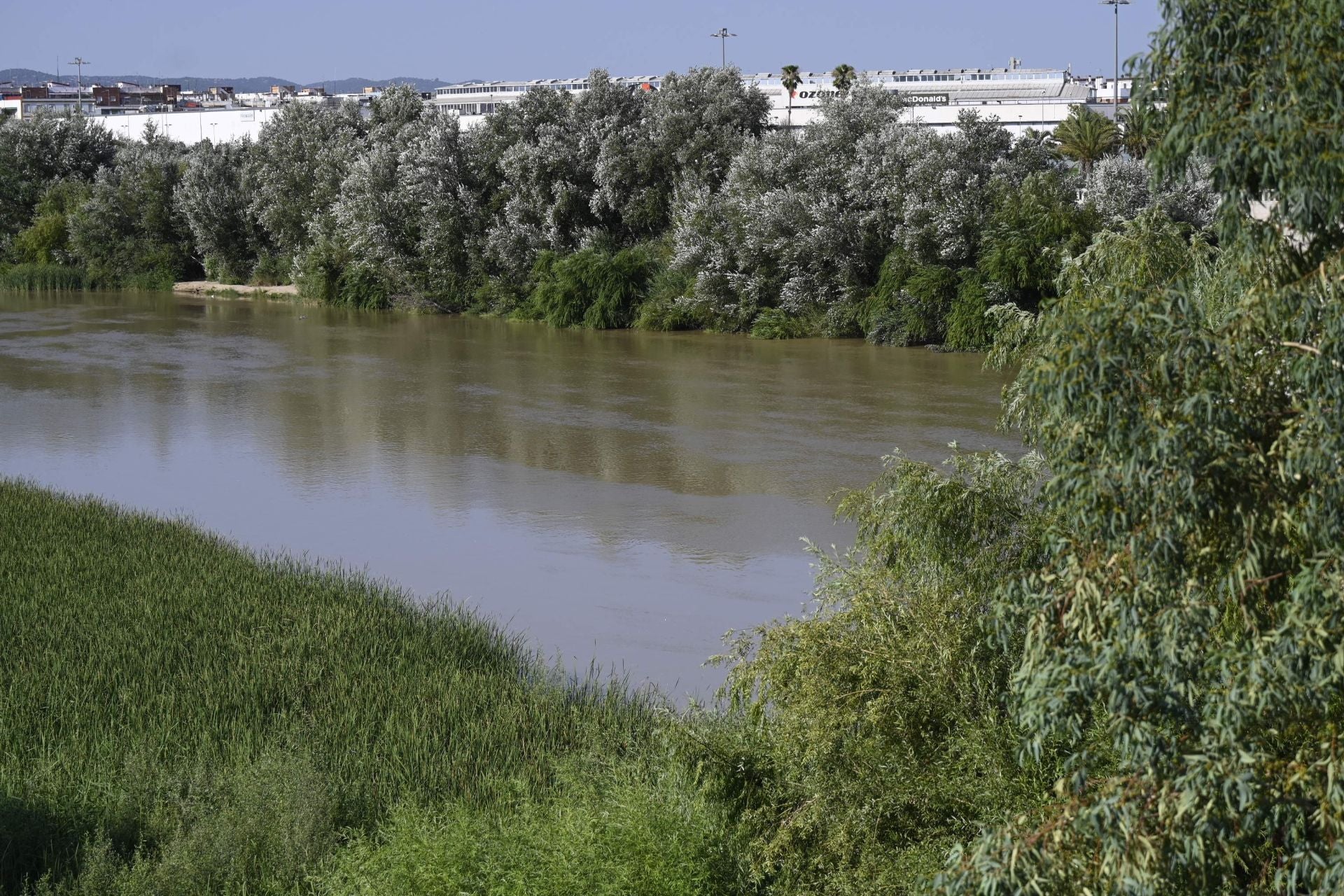 La vegetación en el Guadalquivir a su paso por Córdoba, en imágenes