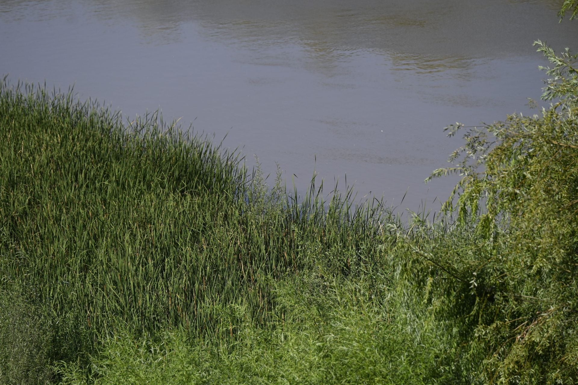 La vegetación en el Guadalquivir a su paso por Córdoba, en imágenes