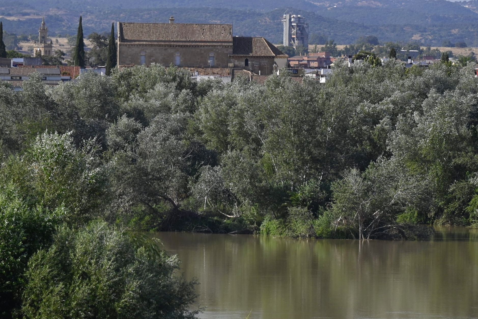 La vegetación en el Guadalquivir a su paso por Córdoba, en imágenes