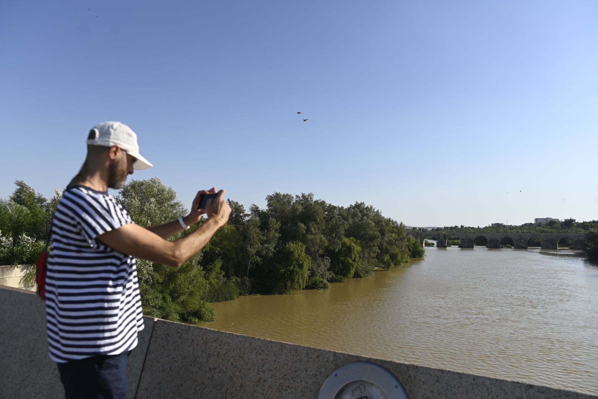 La vegetación en el Guadalquivir a su paso por Córdoba, en imágenes