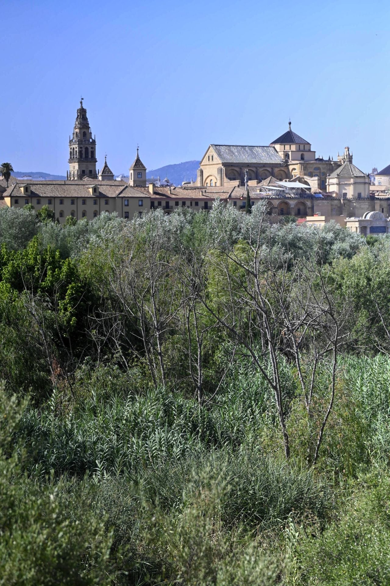 La vegetación en el Guadalquivir a su paso por Córdoba, en imágenes