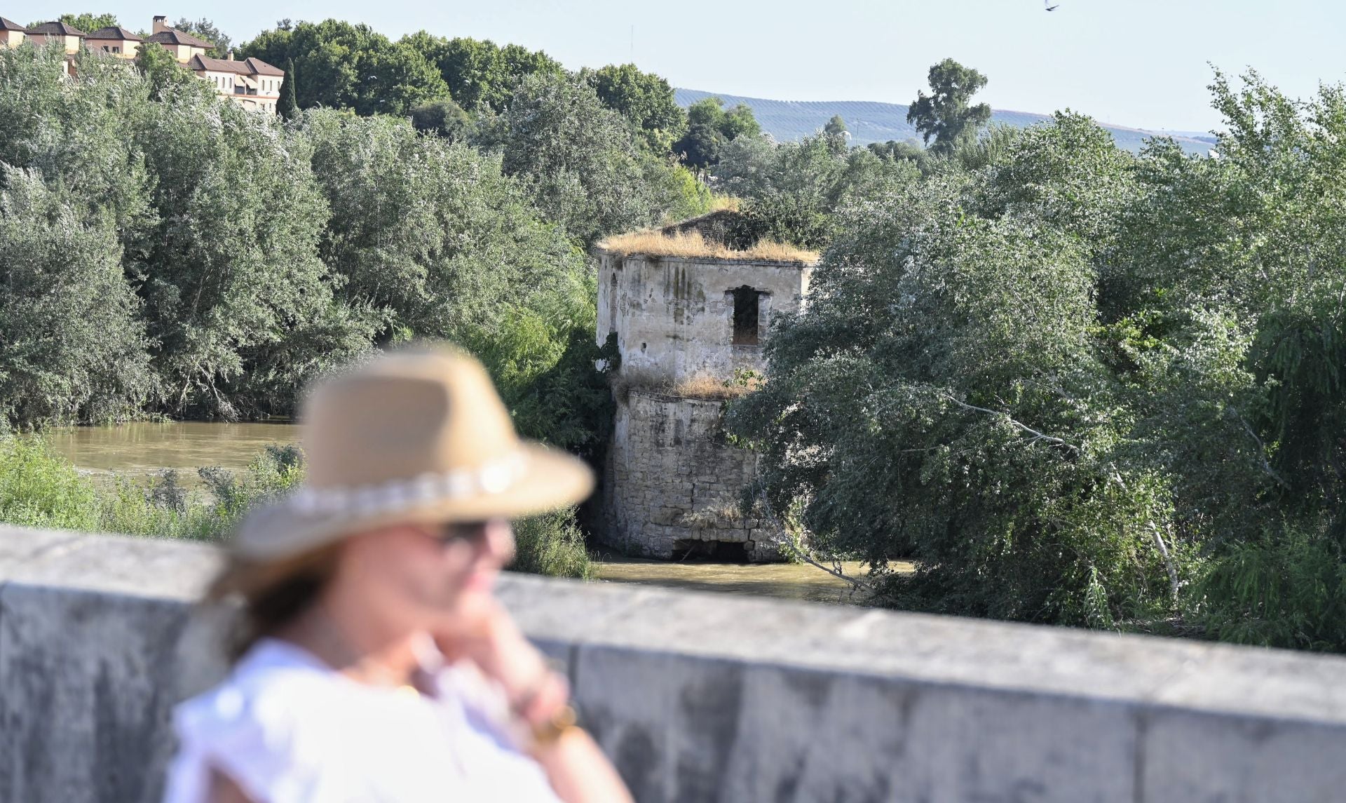 La vegetación en el Guadalquivir a su paso por Córdoba, en imágenes