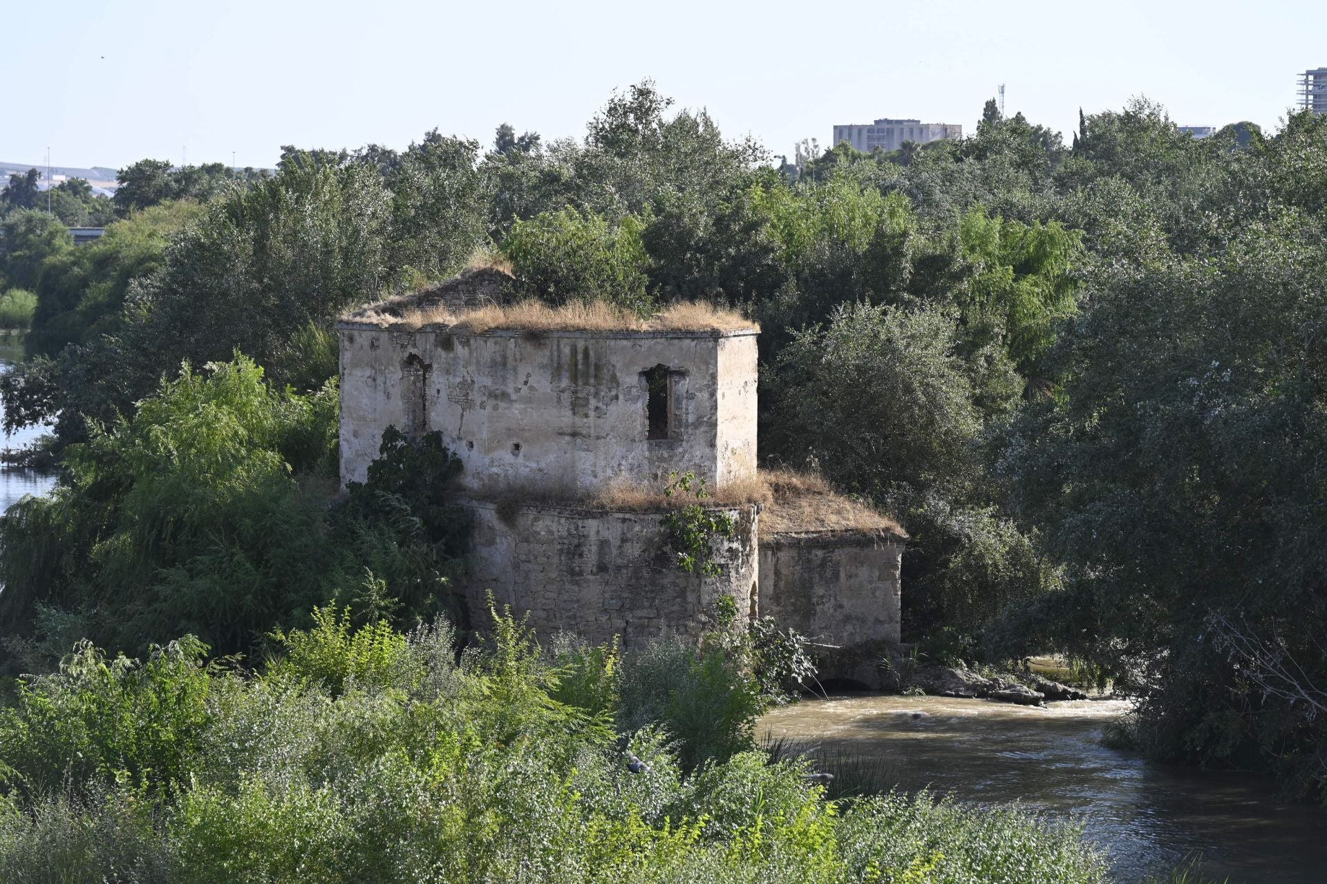 La vegetación en el Guadalquivir a su paso por Córdoba, en imágenes
