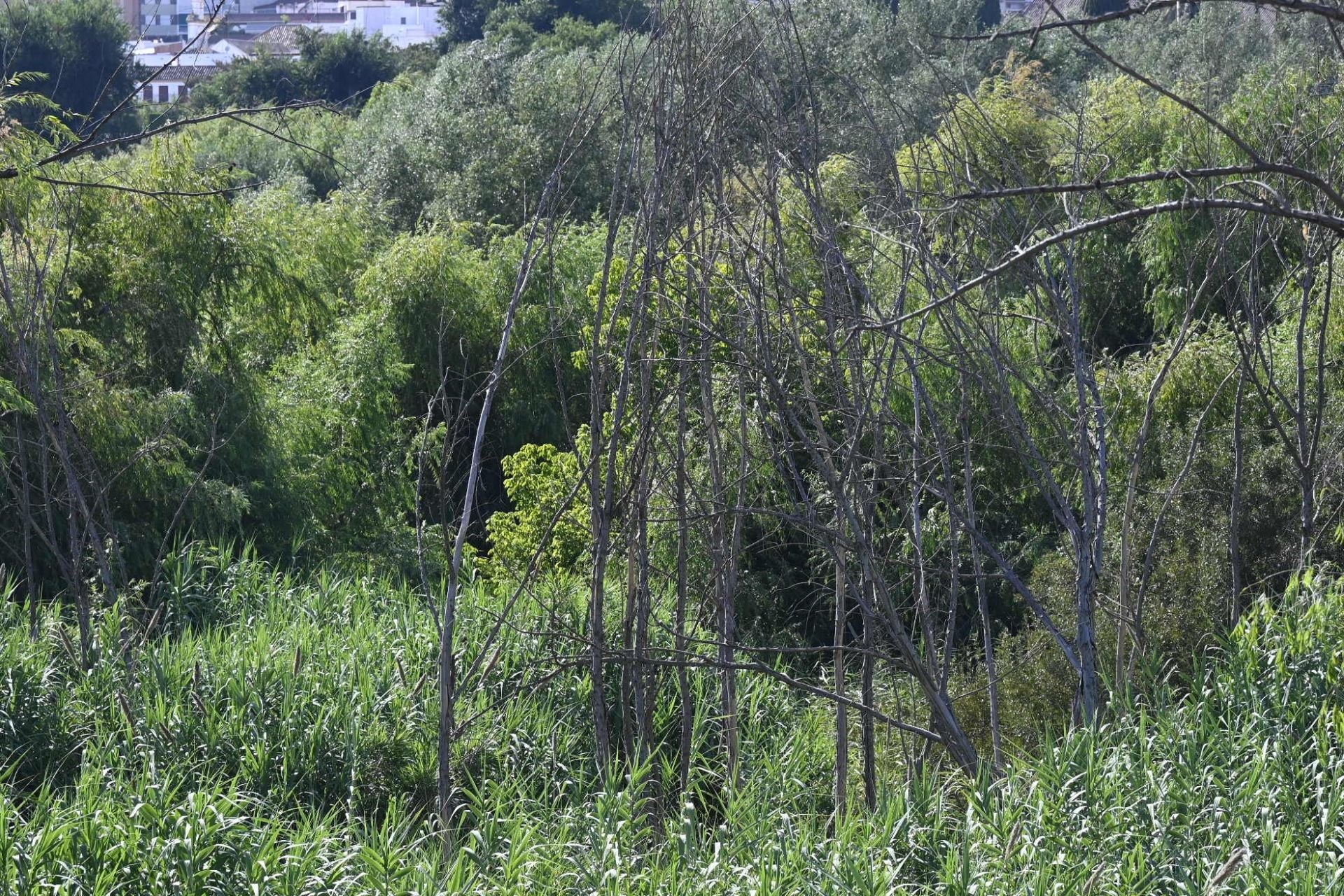 La vegetación en el Guadalquivir a su paso por Córdoba, en imágenes