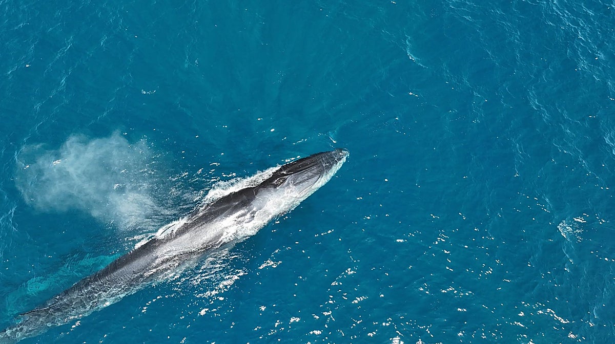 Imagen de un rorcual, avistado frente a las costas alicantinas de Denia