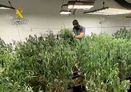 Cae una organización con armas de fuego dedicada a la producción intensiva de marihuana en Huelva