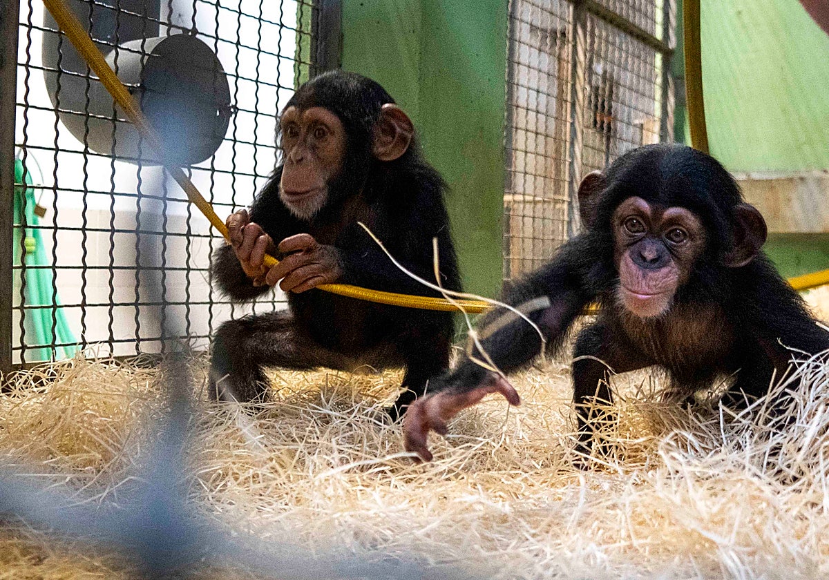 Imagen de las crías de chimpancé del Bioparc, Ekon y Cala