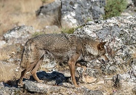 La Xunta acusa al Gobierno de «paralizar toda la actividad» de Transición Ecológica por «una pataleta» con el lobo