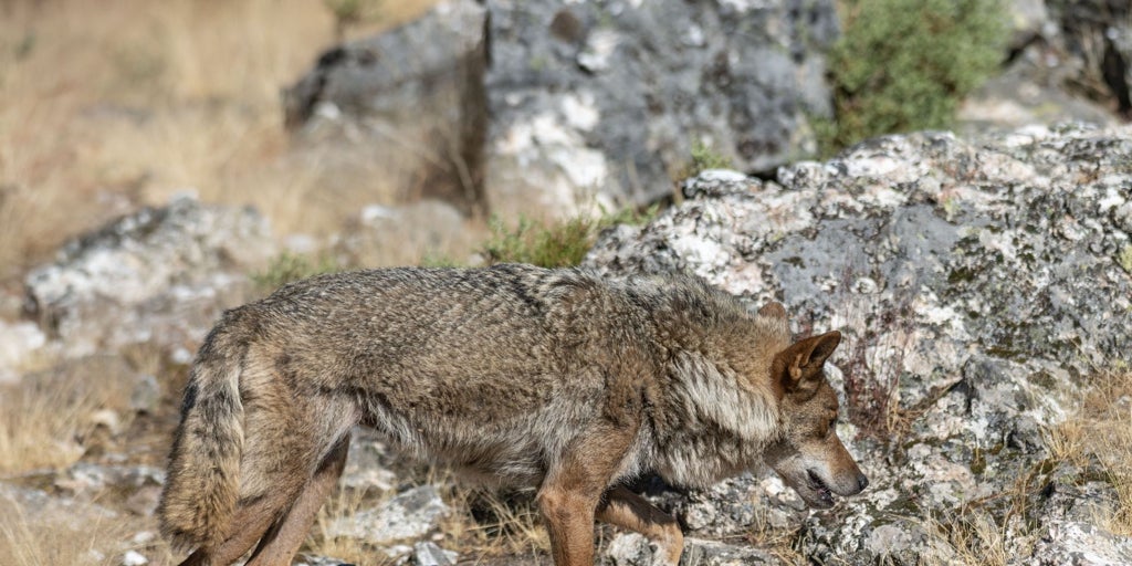 La Xunta acusa al Gobierno de «paralizar toda la actividad» de Transición Ecológica por «una pataleta» con el lobo