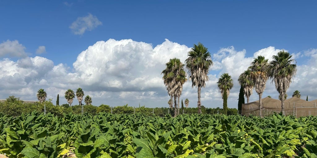 Producen en Valencia el primer tabaco sin nicotina con un compuesto que trata el Alzheimer