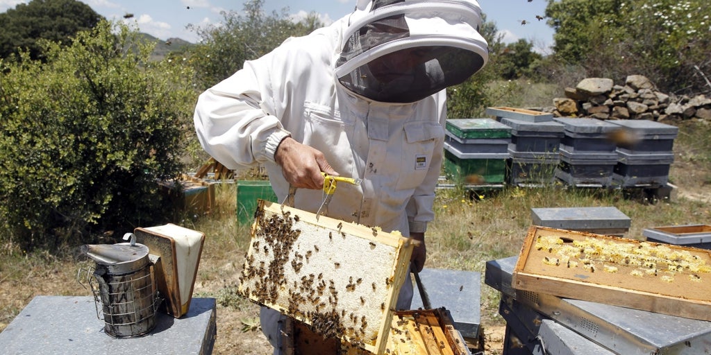 Muere un hombre de 63 años en un pueblo de Teruel por el ataque de unas abejas cuando les estaba dando medicación