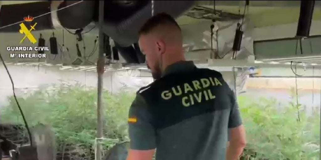 La Guardia Civil desmantela una plantación de marihuana en un domicilio de Novés