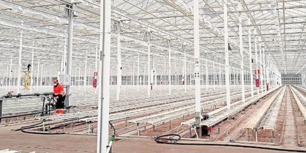La Agencia del Medicamento da luz verde a Ondara: comienza la producción de cannabis medicinal en Garray (Soria)