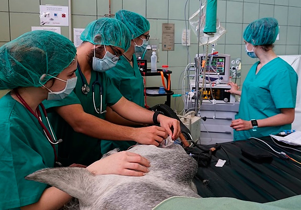 El personal veterinario durante la operación al potro Joker