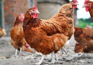 Absuelven a tres jóvenes acusados de agredir sexualmente a una gallina y publicarlo en Instagram