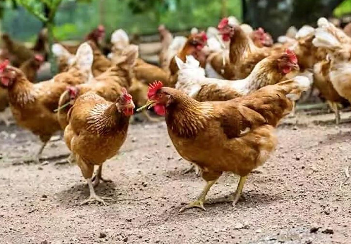 Sacrificadas 50.000 gallinas en una granja de Toledo tras detectarse un brote de gripe aviar