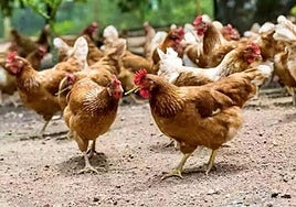 Sacrificadas 50.000 gallinas en una granja de Toledo tras detectarse un brote de gripe aviar