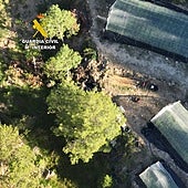 Desmantelados nueve invernaderos con 7.700 plantas de marihuana en mitad del monte en Teruel