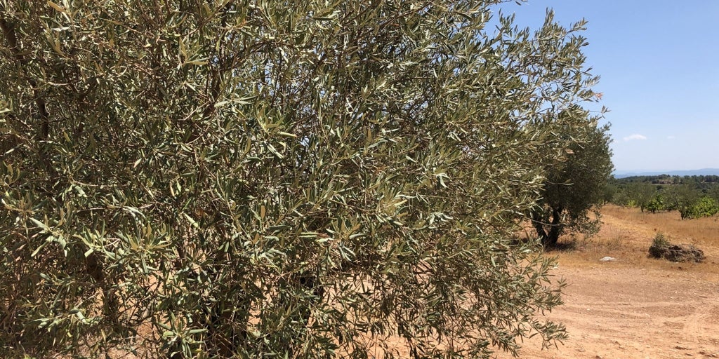 Agricultores valencianos denuncian que las excepciones a aranceles de Trump son «a medida» del norte de Europa