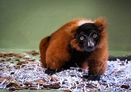 Bioparc Valencia recibe un lémur de collar rojo, una especie en peligro crítico de extinción