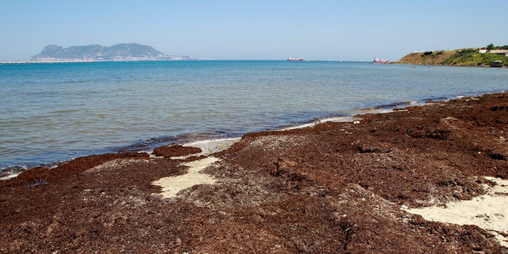 Qué es el alga asiática que está invadiendo las playas andaluzas y cómo afecta a los bañistas: «Es una catástrofe ambiental»