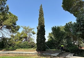 El Ayuntamiento aclara al PSOE que el ciprés de la Vega de Toledo se ha trasplantado a otra zona del parque