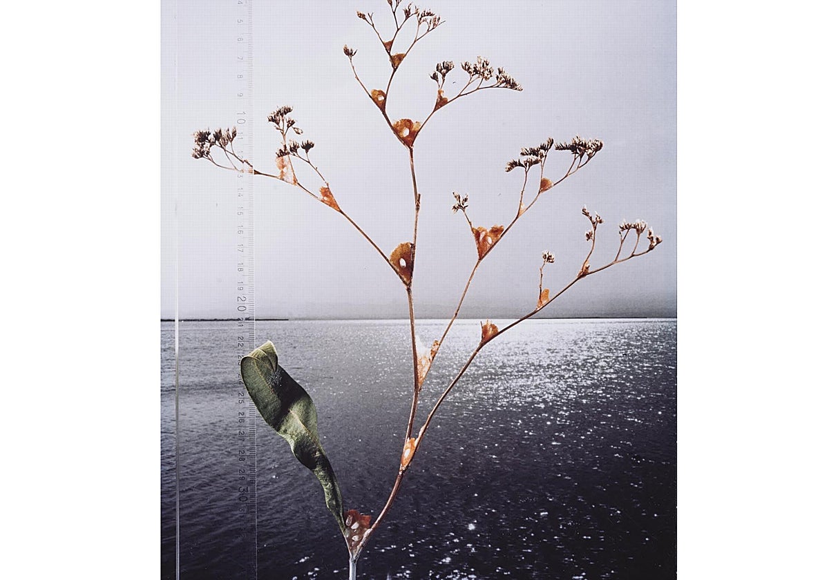 Imagen de una planta crecida en la Albufera de Valencia en 1985