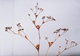 El IVAM presenta la línea Museo Anfibio en torno a los paisajes naturales y acuáticos vinculados a la ciudad de Valencia