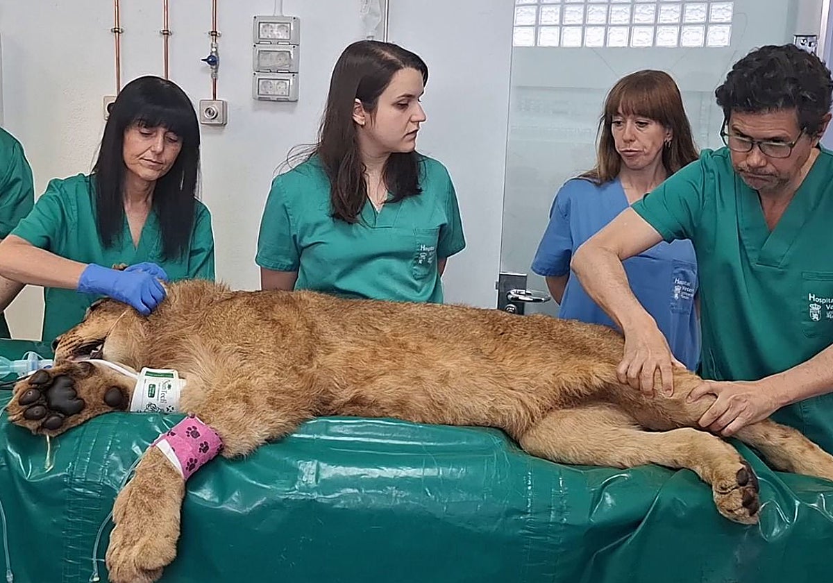 Dos leones africanos de Cabárceno reciben un tratamiento pionero en el Hospital Veterinario de la Universidad de León