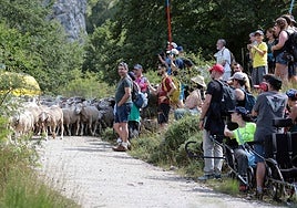 Caminos trashumantes: de rutas tradicionales a atractivo turístico