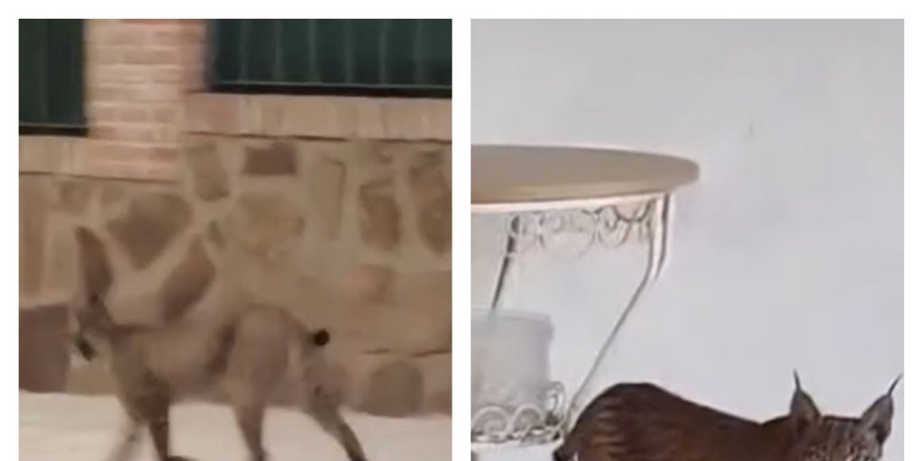 Un lince ibérico pasea por una urbanización de un pueblo de Toledo y ocupa el porche de un chalet