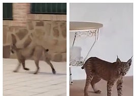 Un lince ibérico pasea por una urbanización de un pueblo de Toledo y ocupa el porche de un chalet