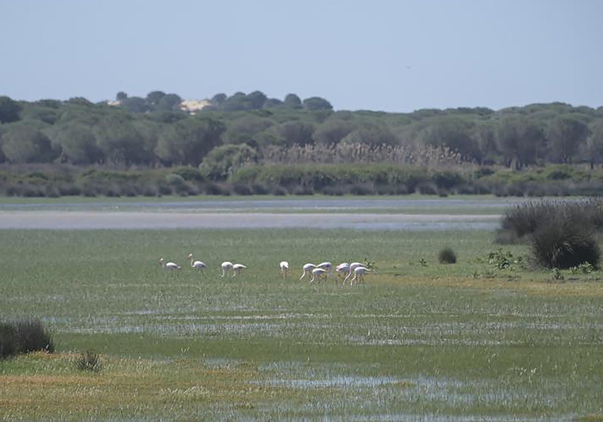 Imagen del parque natural de Doñana