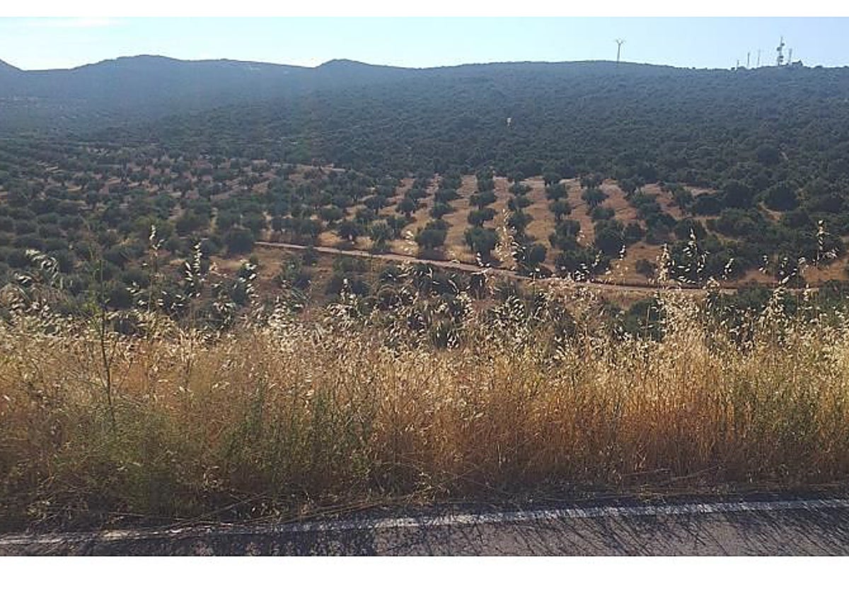 La zona afectada por la decisión de la Junta lleva por nombre 'Cañadas de las Sierras de Mora'