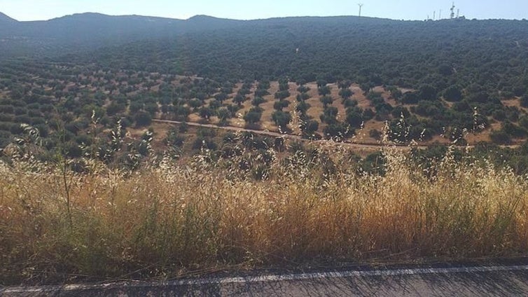 Familias de Mora, en Toledo, denuncian la intención de la Junta de expropiar un 'mar de olivos'