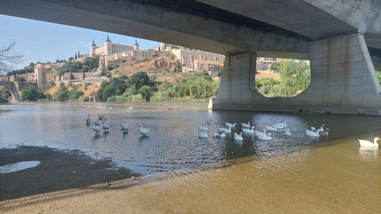 «Ni siquiera los patos nadan en el Tajo a su paso por Toledo; andan porque no hay profundidad suficiente»