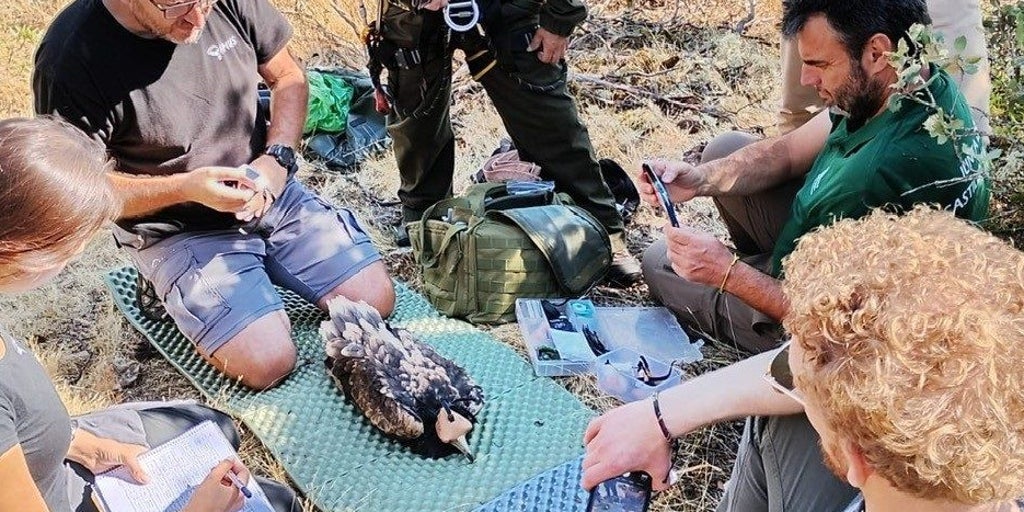 Castilla y León refuerza la conservación del alimoche con el marcaje GPS de cuatro pollos