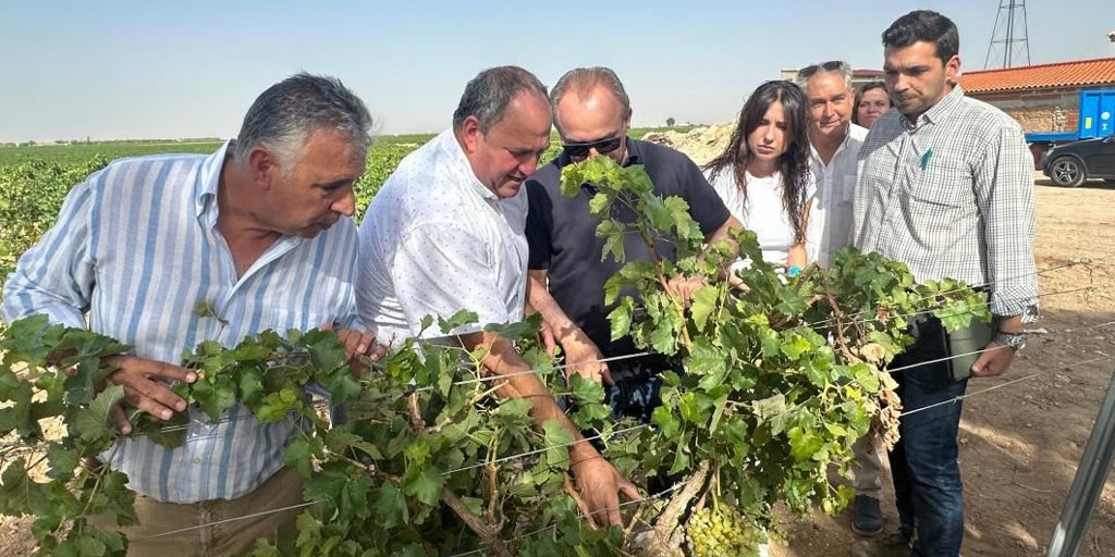 Los daños por pedrisco afectan ya a 200.000 hectáreas aseguradas en Castilla-La Mancha, la cifra más alta de la década