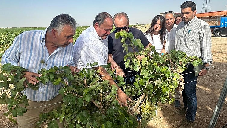 Los daños por pedrisco afectan ya a 200.000 hectáreas aseguradas en Castilla-La Mancha, la cifra más alta de la década