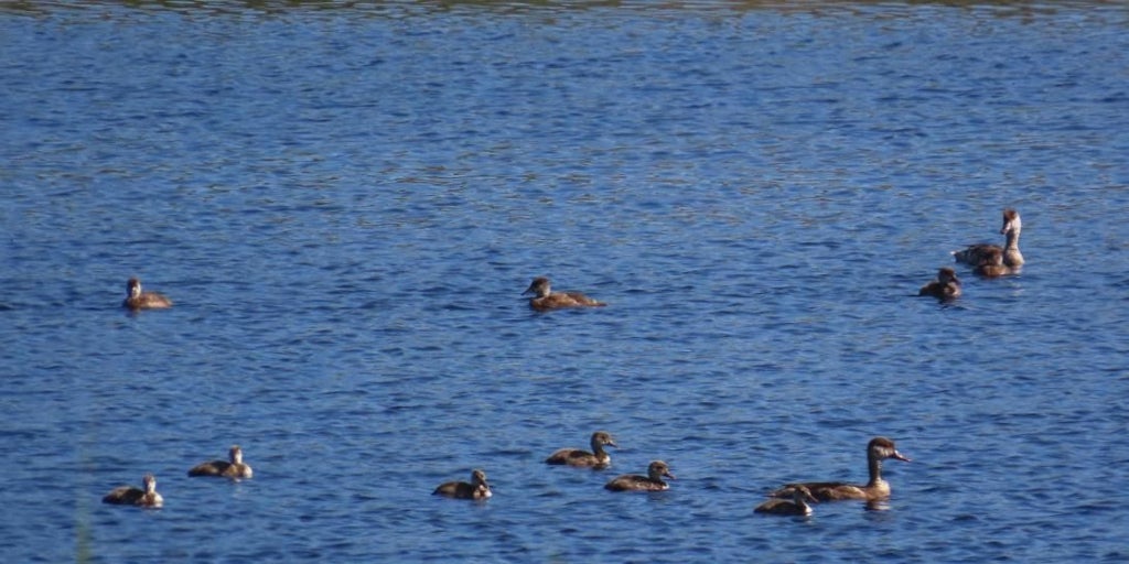 La mejora de la situación hídrica del Parque de Las Tablas provoca un récord histórico de aves acuáticas