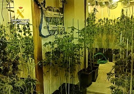 Cae una plantación de 430 plantas de marihuanas en Bujalance gracias a una inspección eléctrica